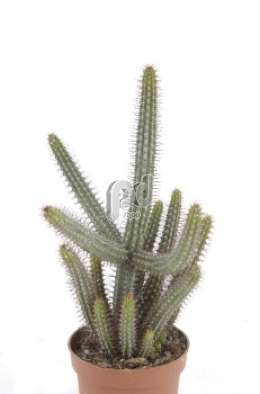 Молочай (Euphorbia baoensis)