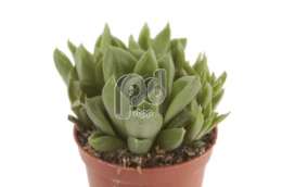 Хавартия (Haworthia desipiens)