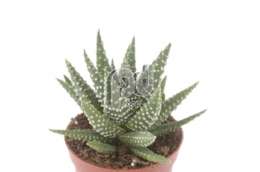 Хавартия (Haworthia Fasciata)