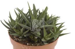 Хавартия (Haworthia Radulata)