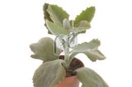 Каланхоэ (Kalanchoe beharensis)