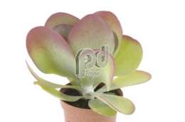 Каланхоэ (Kalanchoe thyrsifolia)