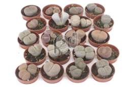 Литопс (Lithops gemengd)