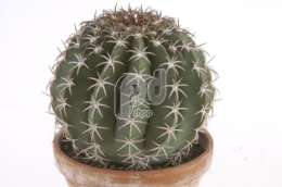 Мелокактус (Melocactus ansiensis)