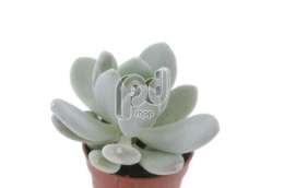 Пахифитум (Pachyphytum bracteosum)