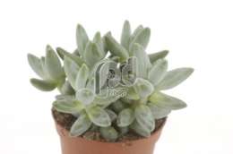 Пахифитум (Pachyphytum Compactum)