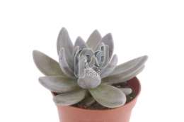 Пахифитум (Pachyphytum Dark Red)