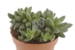 Пахифитум (Pachyphytum Schneideckeri)