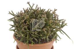 Рипсалис (Rhipsalis burchellii)