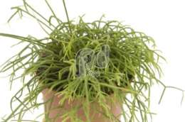Рипсалис (Rhipsalis cassutha)