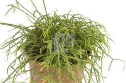 Рипсалис (Rhipsalis cassutha)