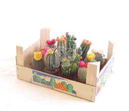 A Cactus stro-disco in houten kistje
