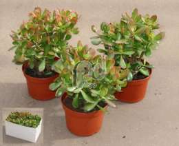 Толстянка (Crassula argentea 'Sunset')