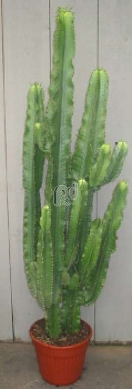 Молочай (Euphorbia erytrea)