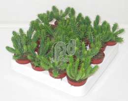 Молочай (Euphorbia fimbriata)