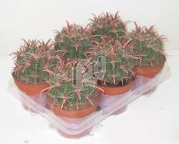 Ферокактус  (Ferocactus latisp)