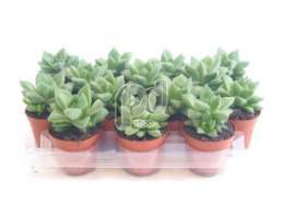 Хавартия (Haworthia symbiformis)