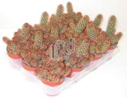 Маммилярия (Mammillaria elongata rood)