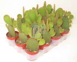 Опунция (Opuntia microdasys rood)