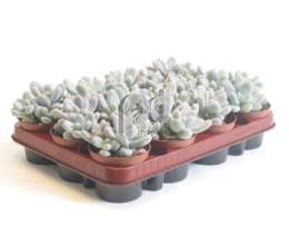 Пахифитум (Pachyphytum oviferum)