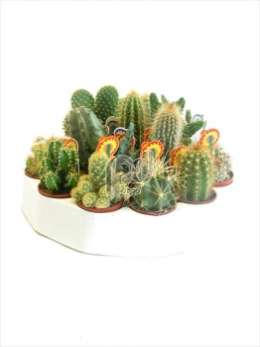 Cactus A in ronde tray + logo etiket