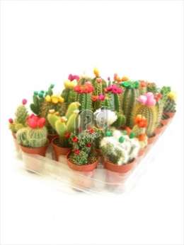 Cactus A stro disco gemengd