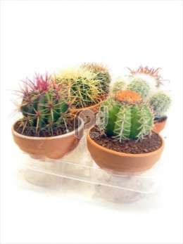 Cactus Bos 1 in 13 cm stenen schaal