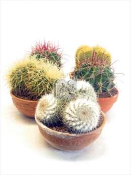 Cactus Bos 2 in 16 cm stenen schaal