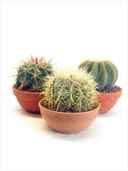 Cactus Bos 3 in 19 cm stenen schaal