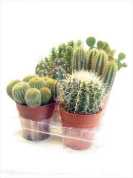 Cactus Edelmix gemengd