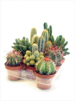 Cactus KABOX Canarias Hollands gemengd