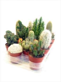 Cactus WEX gemengd + logo etiket