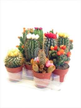 Cactus WEX stro disco gemengd