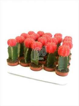 Гимнокалициум (Gymnocalycium CG rood geent)