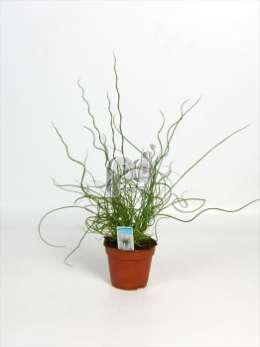 Юнкус (Juncus Spiralis)