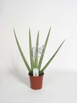 Сансевиерия (Sansevieria cylindrica Skyline)