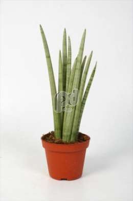 Сансевиерия (Sansevieria Spaghetti)