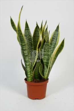 Сансевиерия (Sansevieria futura superba)