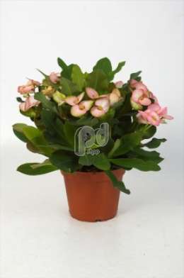 Молочай (Euphorbia Milii Pandora)