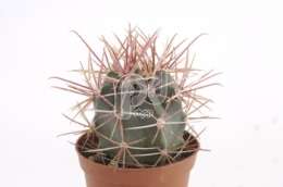 Ферокактус (Ferocactus stainesii)