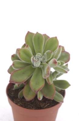 Эхеверия (Echeveria pulvinata)