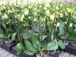 Фаленопсис (Phalaenopsis Citroen)