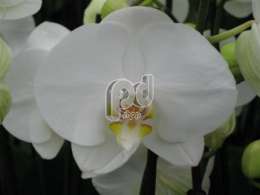 Фаленопсис (Phalaenopsis White wonder)