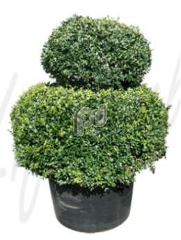 Самшит вечнозеленый   (Buxus sempervirens 2-Boll)