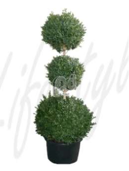 Самшит вечнозеленый  (Buxus sempervirens 3-Boll)