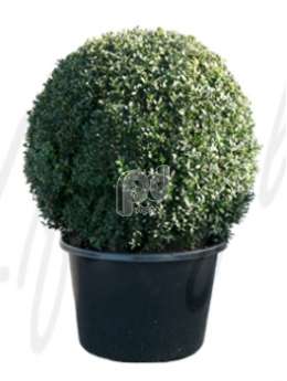 Самшит вечнозеленый (Buxus sempervirens Boll 65cm)