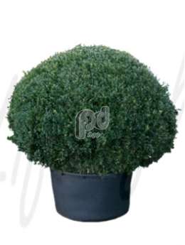 Самшит вечнозеленый (Buxus sempervirens Boll 110cm)