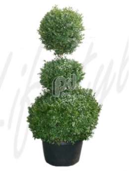 Самшит вечнозеленый (Buxus sempervirens Bush extra)