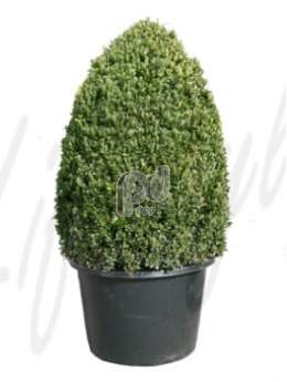 Самшит вечнозеленый (Buxus sempervirens Oval)