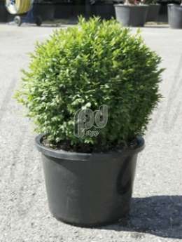 Самшит вечнозеленый (Buxus sempervirens boll 35 cm)